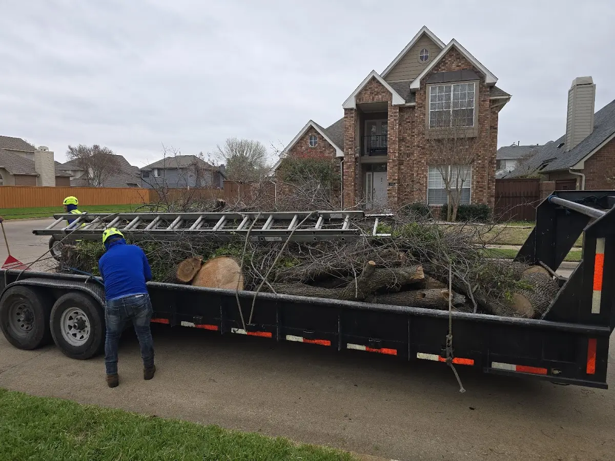 Expert Deadwooding with proper safety equipment in Magnolia